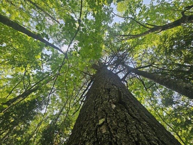 Land for sale in Hudson, Maine