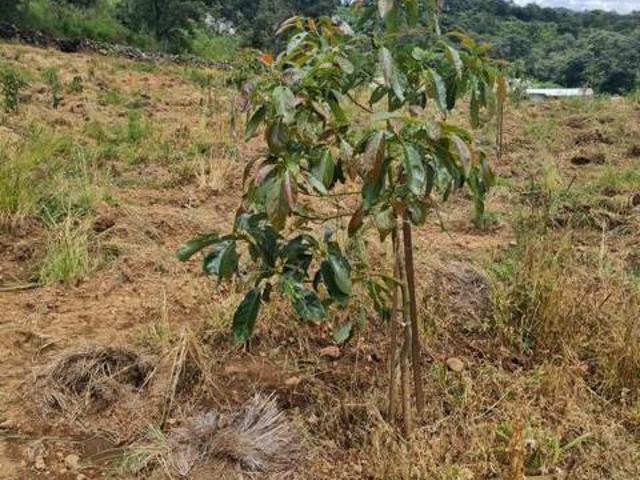 Terreno en venta en Zacapu, Michoacán