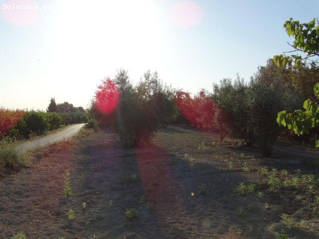 Local Comercial en venta en Moratalla, Región de Murcia