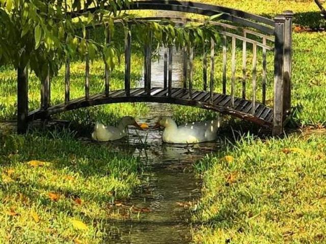 Huerta nogalera en el pueblo mágico Bustamante, N.L