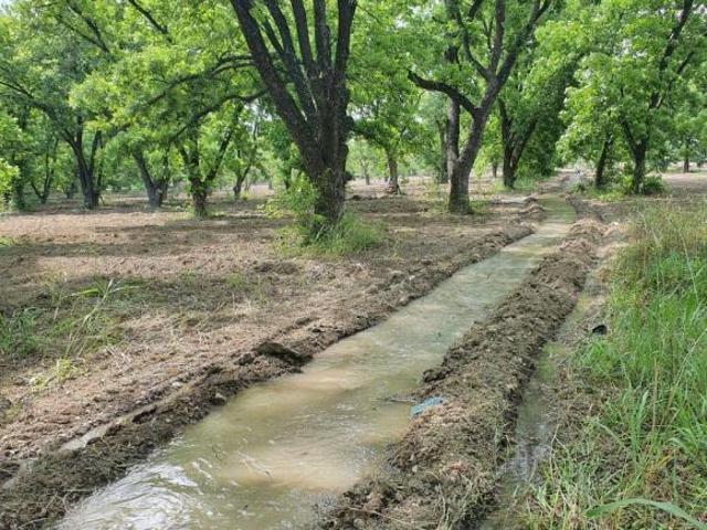 Huerta nogalera en el pueblo mágico Bustamante, N.L