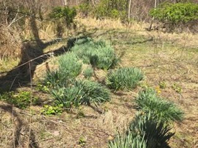 Land for sale in Virginia