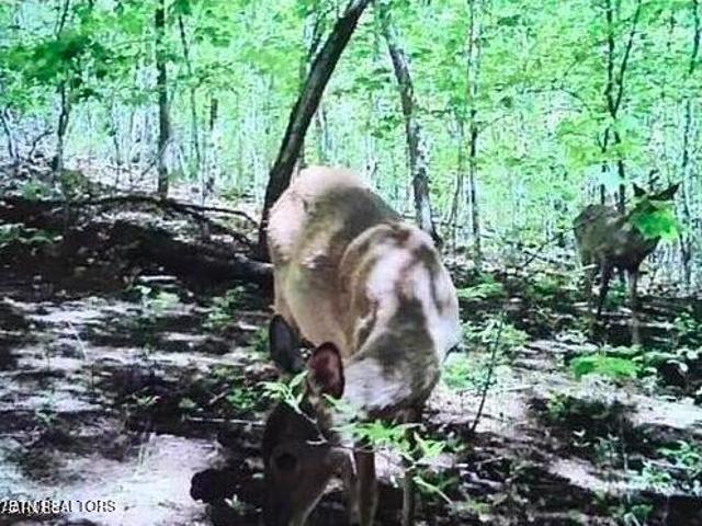 Land for sale in Tennessee