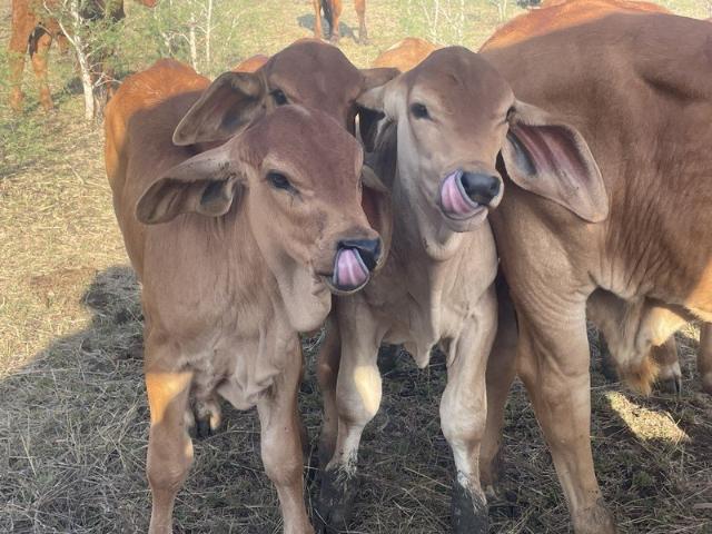 Acreage for sale in Alton Downs, Queensland