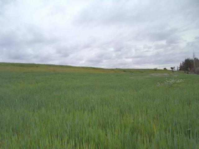 HUIMEO, LONGAVÍ