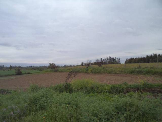 HUIMEO, LONGAVÍ