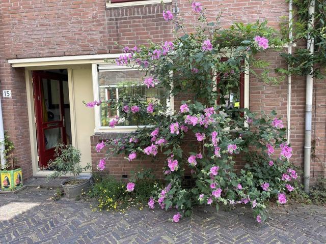 Woning te huur in Binnenstad Oost, Bosch
