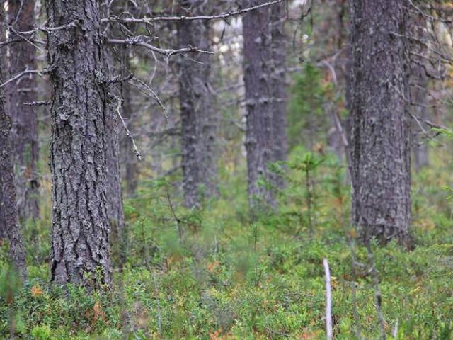 Bostad till salu i Pajala, Norrbotten