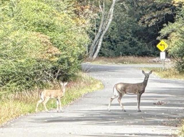 Land for sale in Albrightsville