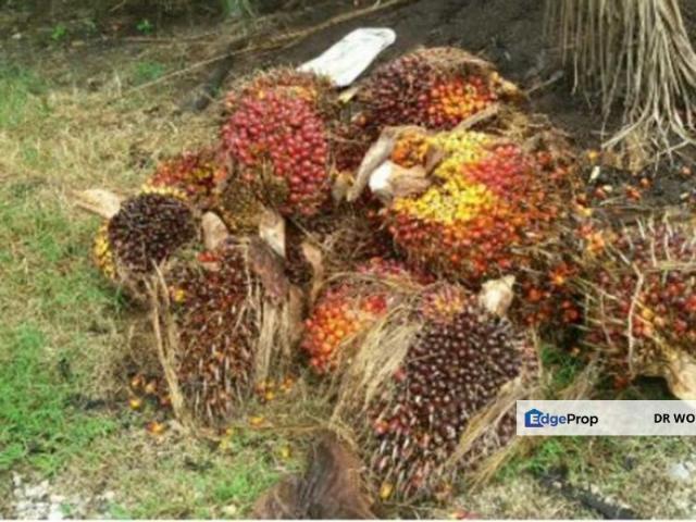 Shop for sale in Perak, Hutan Melintang