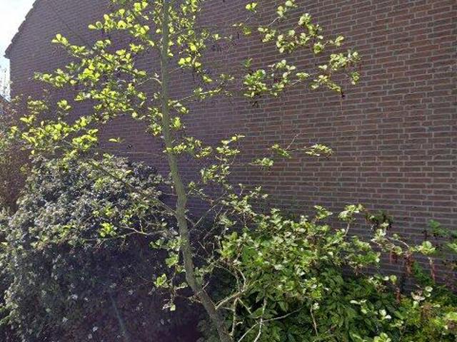 Woning te huur in Dirksland, Zuid Holland