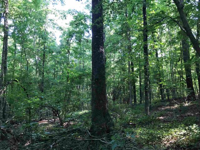 Land for sale in West Tennessee, Tennessee