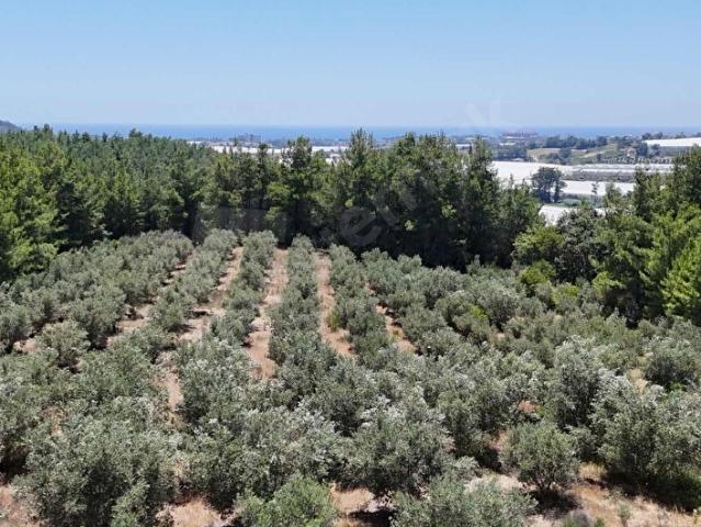 Manavgat, Antalya içerisinde satılık Arsa