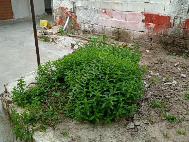 Bergama, İzmir içerisinde satılık Villa