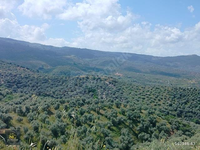 Selçuk, İzmir içerisinde satılık mülk