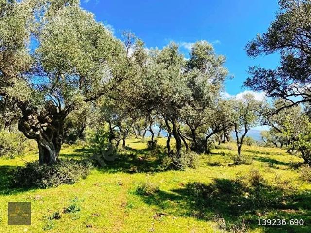 Bayindir, İzmir içerisinde satılık mülk