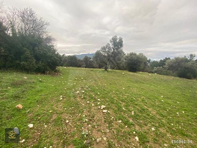 Bornova, İzmir içerisinde satılık mülk