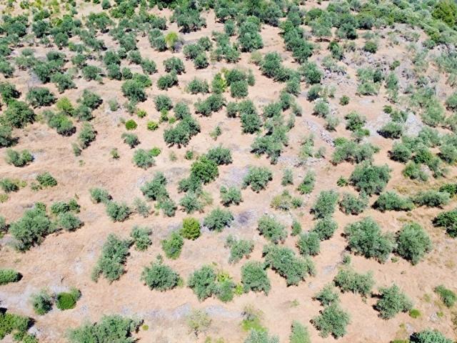 Dikili, İzmir içerisinde satılık Arsa