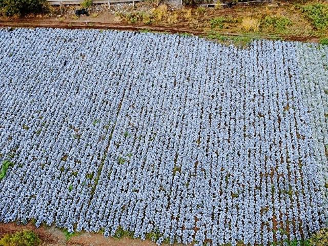 Menemen, İzmir içerisinde satılık Arsa