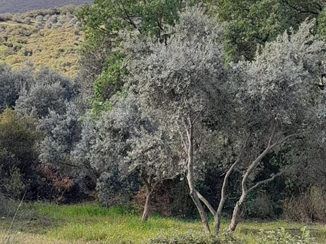 Ödemiş, İzmir içerisinde satılık mülk