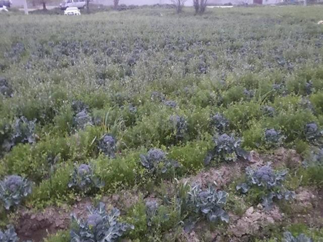Ödemiş, İzmir içerisinde satılık Arsa