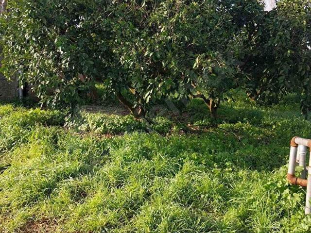 Seferihisar, İzmir içerisinde satılık Arsa
