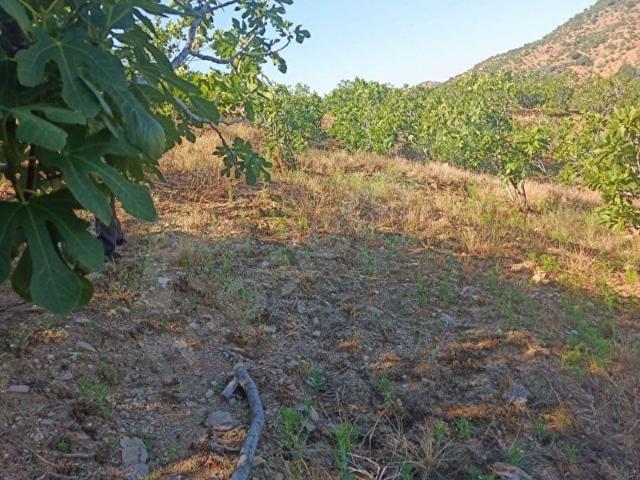 Tire, İzmir içerisinde satılık mülk