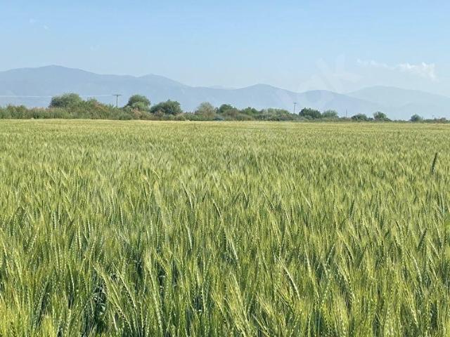 Tire, İzmir içerisinde satılık Arsa
