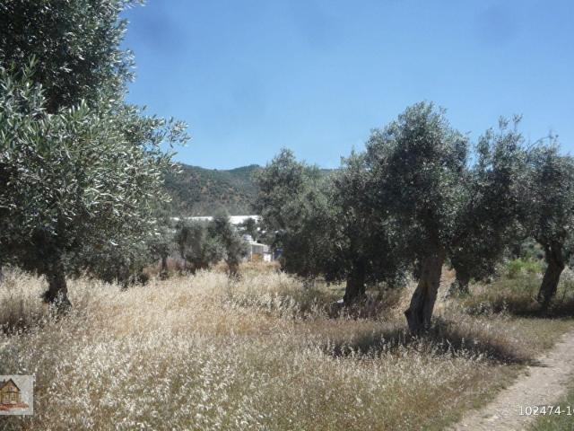 Bayindir, İzmir içerisinde satılık mülk