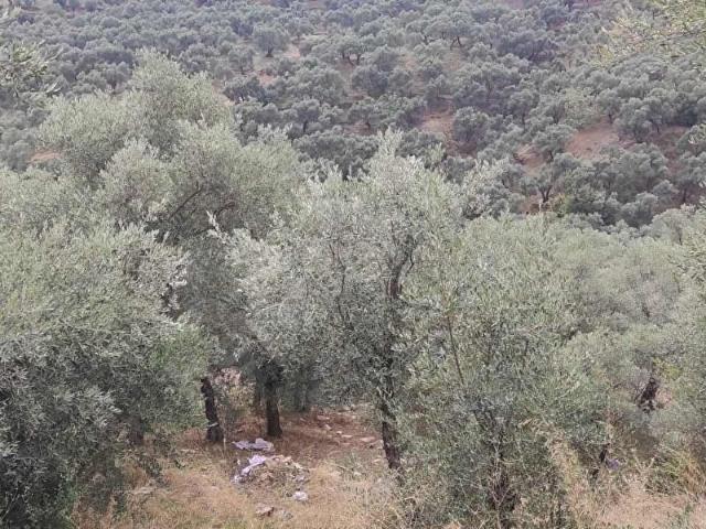 Ergenli Mahallesi, Bayındır içerisinde satılık mülk