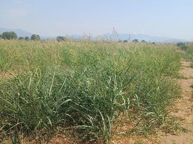 Bayindir, İzmir içerisinde satılık Arsa
