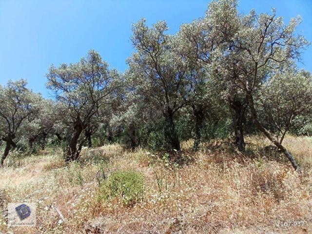 Bayindir, İzmir içerisinde satılık mülk