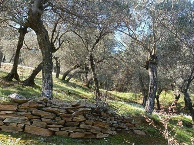 Bayindir, İzmir içerisinde satılık mülk