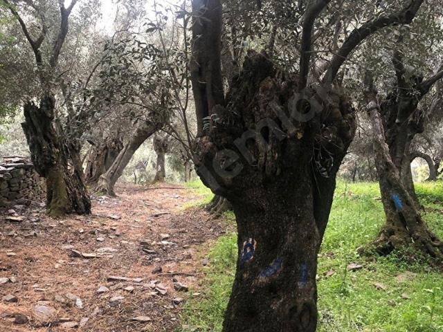 Bayindir, İzmir içerisinde satılık mülk