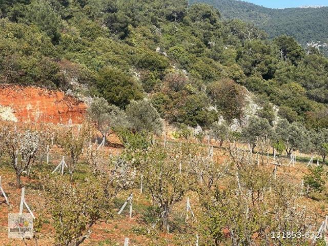 Kemalpaşa, İzmir içerisinde satılık mülk