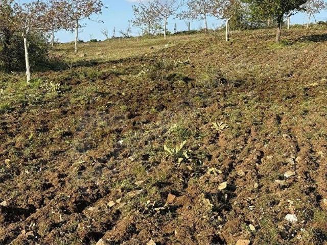 Tire, İzmir içerisinde satılık mülk