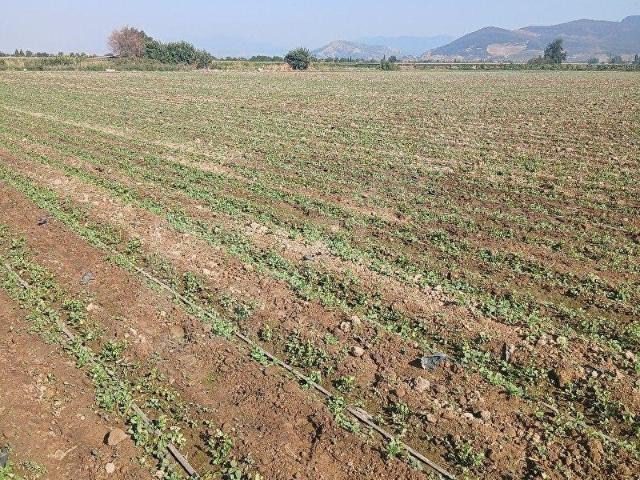 Torbali, İzmir içerisinde satılık Arsa