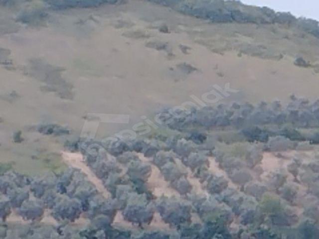 İznik, Bursa içerisinde satılık Arsa