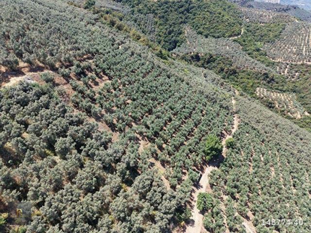 İznik, Bursa içerisinde satılık Arsa