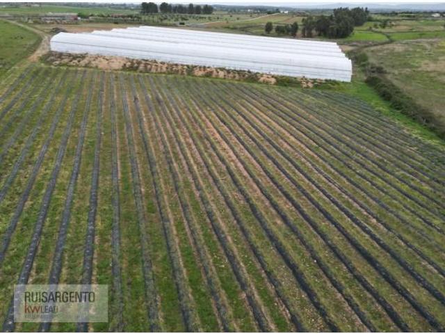 Terreno alugar em Castelo Branco, Idanha-a-nova