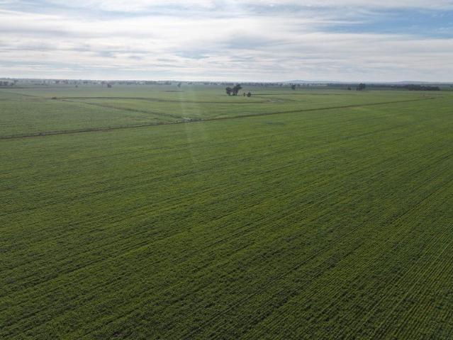 Acreage for sale in Coolamon, New South Wales