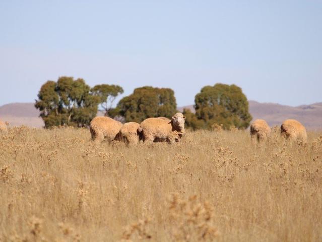 Cottage for sale in Goyder, South Australia