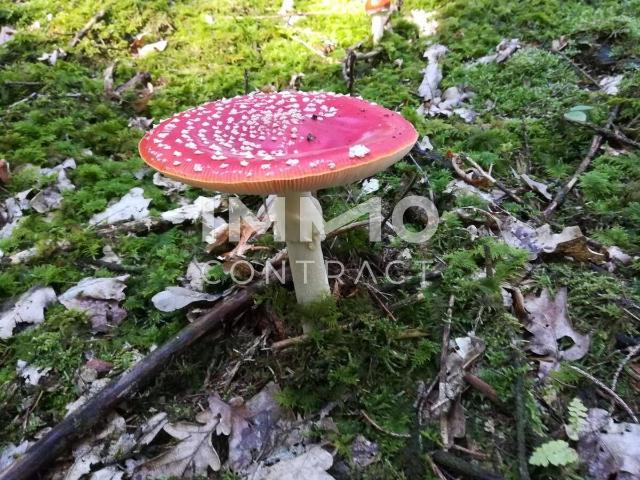 Apartment kaufen in Linz, Oberösterreich