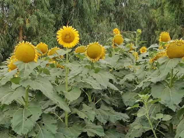 Land for sale in Islamabad Capital Territory