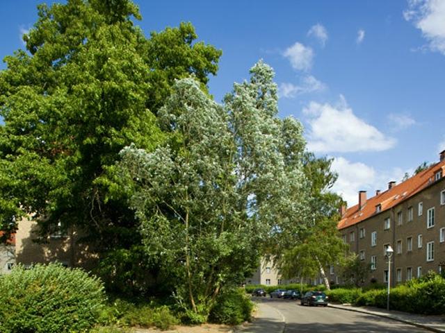 Apartment mieten in Wittenau, Berlin