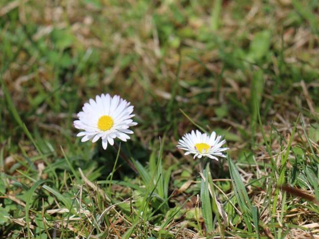 Grundstück kaufen in Spittal an der Drau, Kärnten