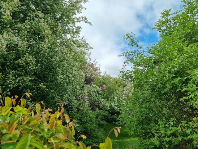 Hus hyra i Öster, Lund