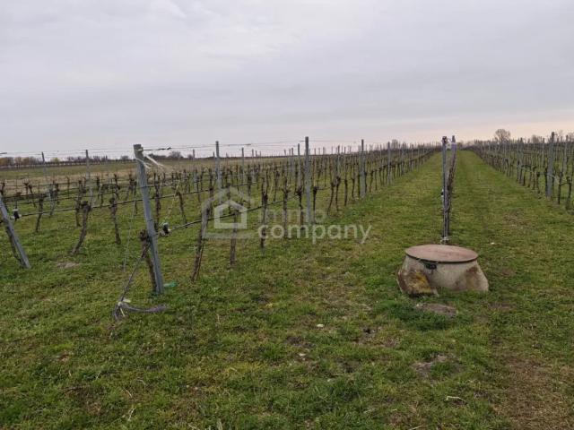 Grundstück kaufen in Illmitz, Burgenland