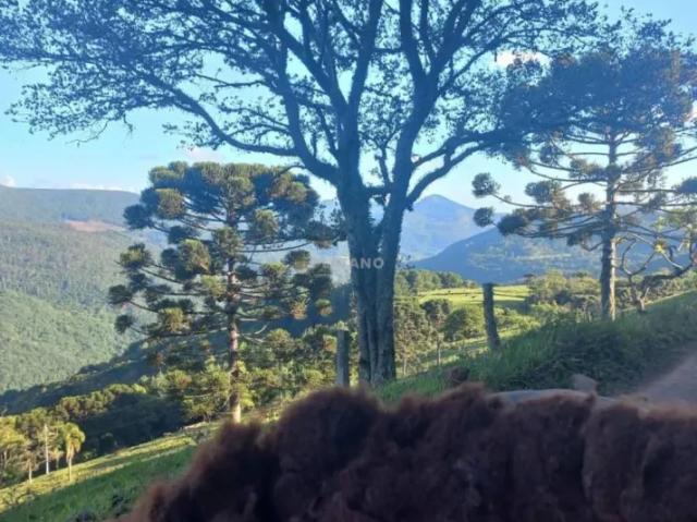 Fazenda venda em Região Geográfica Imediata de Caxias do Sul, São Francisco de Paula
