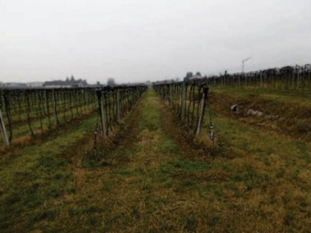 Terreno in vendita a Pescantina, Veneto